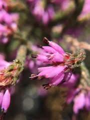 Erica globiceps consors