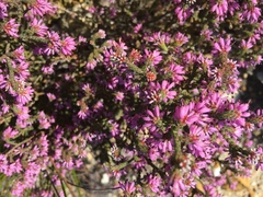 Erica globiceps consors