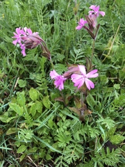 Silene dioica