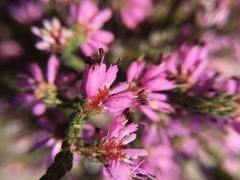 Erica globiceps consors