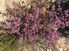 Erica globiceps consors