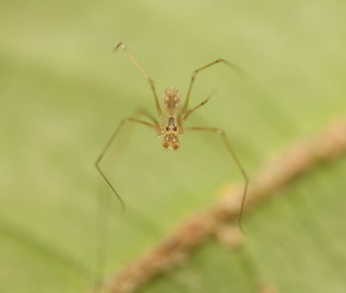 Belisana ambengan, Zuid-Holland, NL, photo 10 of 10