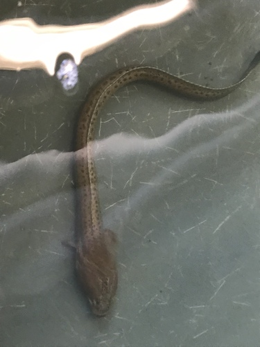 Wrymouth (Cryptacanthodes maculatus) — Cryptacanthodidae — 4