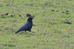 Corvus corone corone
