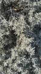 Arctotis stoechadifolia