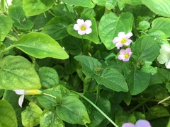 Oxalis caprina