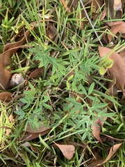 Stylosanthes biflora