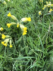 Primula veris
