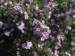 Barleria obtusa