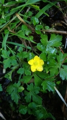 Ranunculus taisanensis