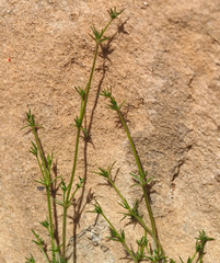 Galium sinaicum