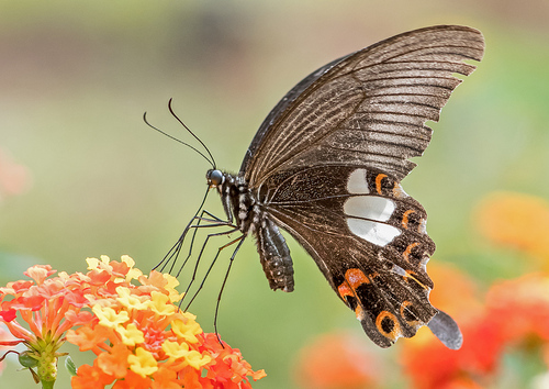 蝶 living in Japan Butterflies of Japan · iNaturalist