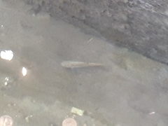 Catostomus commersonii