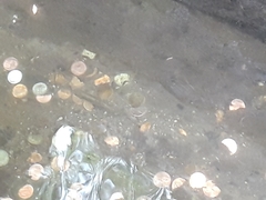 Catostomus commersonii