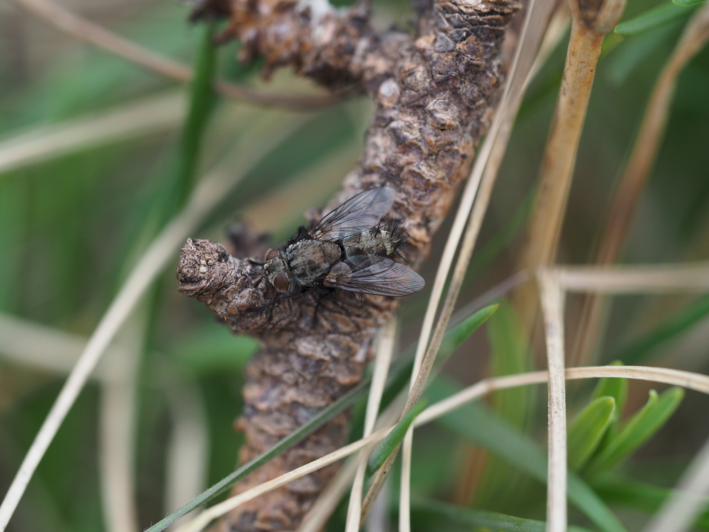 Cyrtophleba vernalis