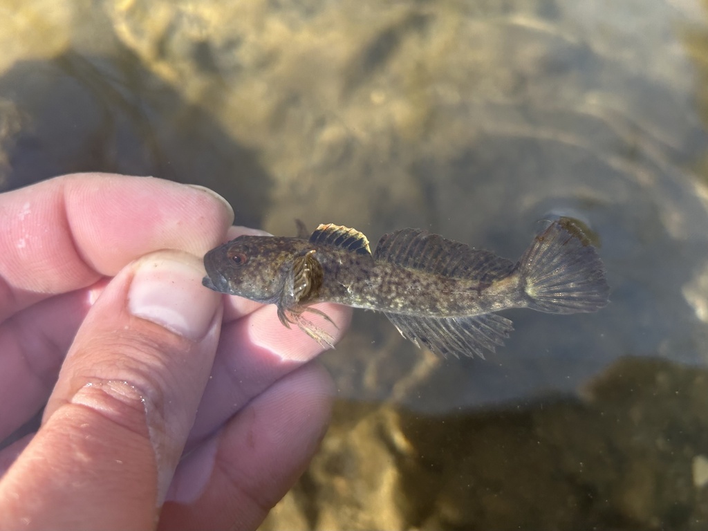 Slimy sculpin in March 2024 by Cole Tiemann · iNaturalist