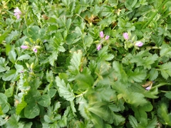 Erodium moschatum