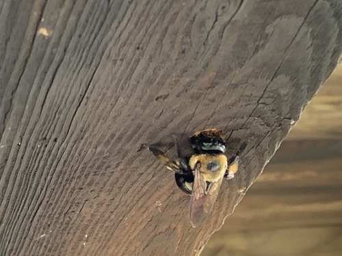South Florida Eastern Carpenter Bee
