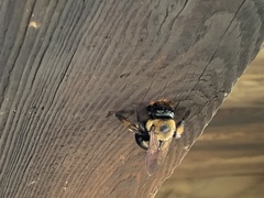 Xylocopa virginica krombeini