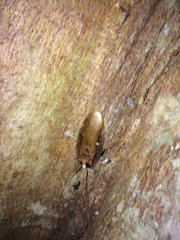 Blaberinae