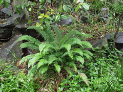 Polystichum tripteron