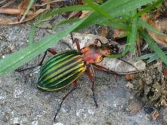 Carabus auronitens