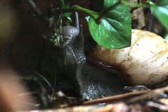 Megalobulimus lorentzianus