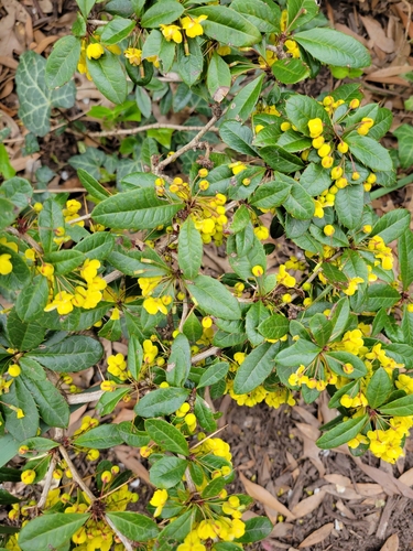 Berberis julianae