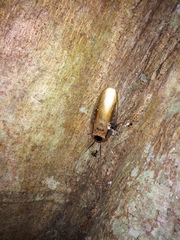 Blaberinae