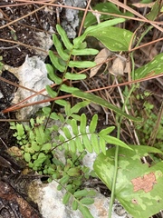Pteris bahamensis