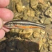 Allegheny Pearl Dace - Photo (c) Cole Tiemann, some rights reserved (CC BY-NC), uploaded by Cole Tiemann