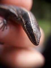 Pholidobolus montium