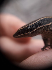 Pholidobolus montium