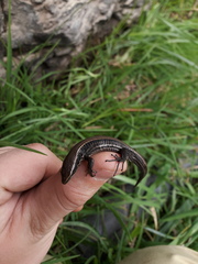 Pholidobolus montium