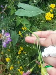Calystegia purpurata