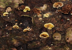 Crepidotus stromaticus