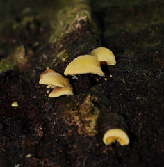 Crepidotus stromaticus
