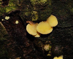 Crepidotus stromaticus