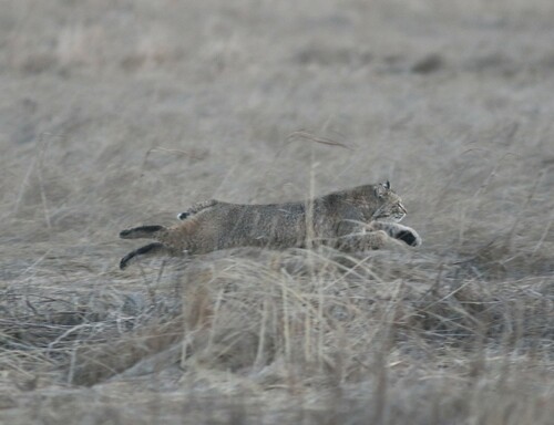 Bobcat photographed in Maine
