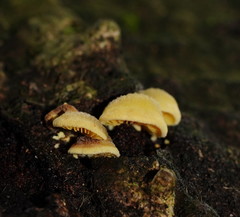 Crepidotus stromaticus