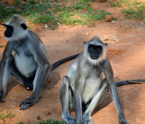 Tufted Gray Langur, photo 7 of 10