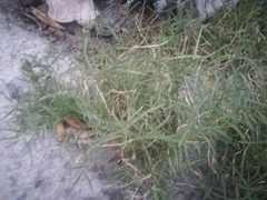 Cynodon dactylon dactylon