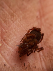 Zamora granulata