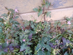 Geranium robertianum