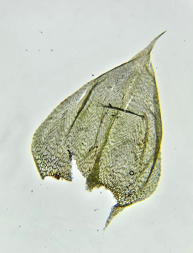 Image of Brachythecium rivulare by (c) Helen Waterman, some rights reserved (CC BY)