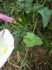 Calystegia purpurata