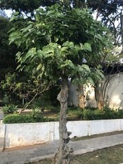 Ficus aspera