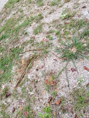 Nassella leucotricha