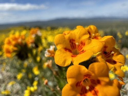 Green fiddleneck (Amsinckia vernicosa)