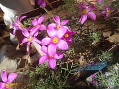 Oxalis hirta